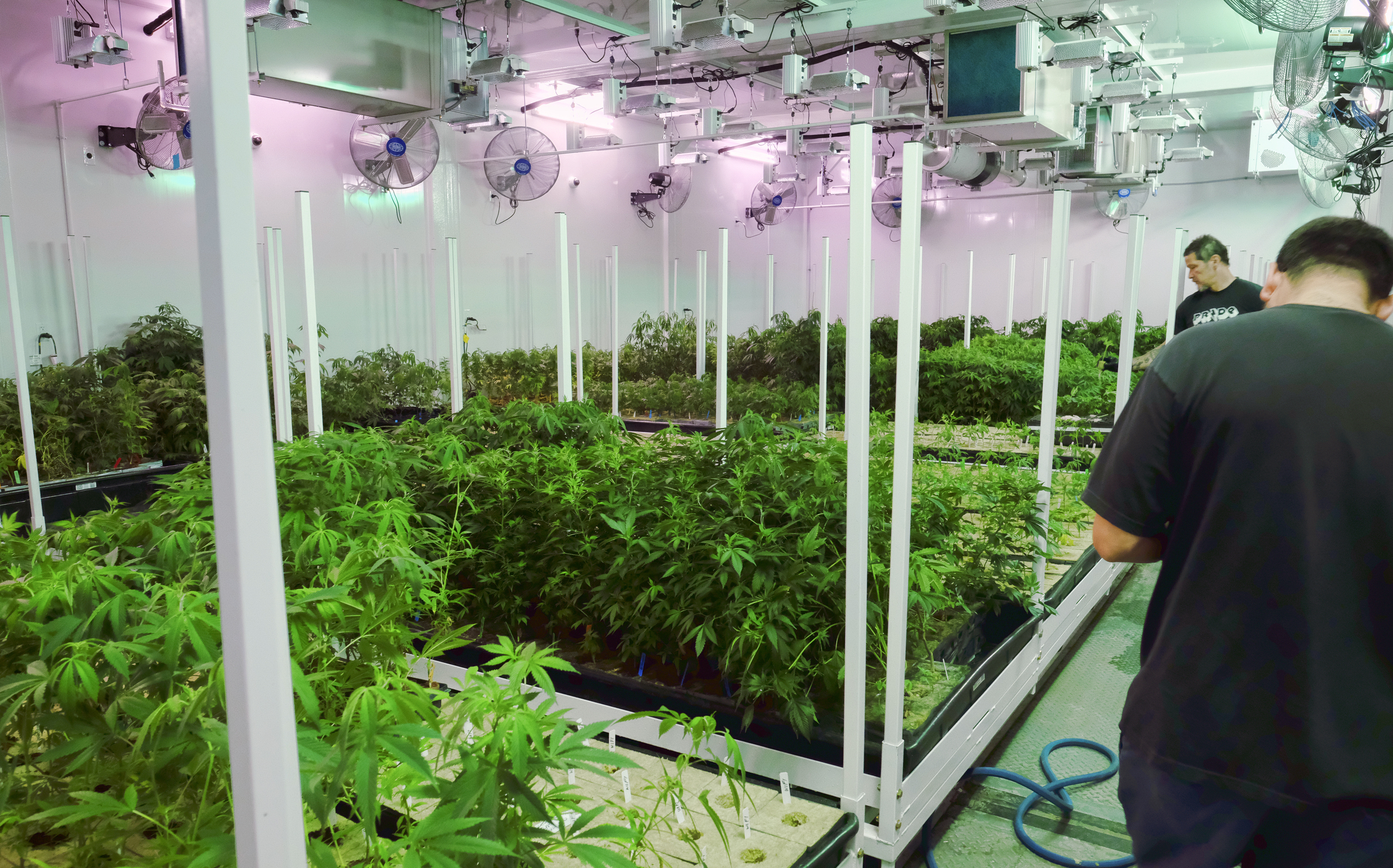 Caretakers oversee a grow room for medical marijuana at ShowGrow, a medical marijuana dispensary in Los Angeles, April 20, 2017.<br />(Richard Vogel / AP Photo)