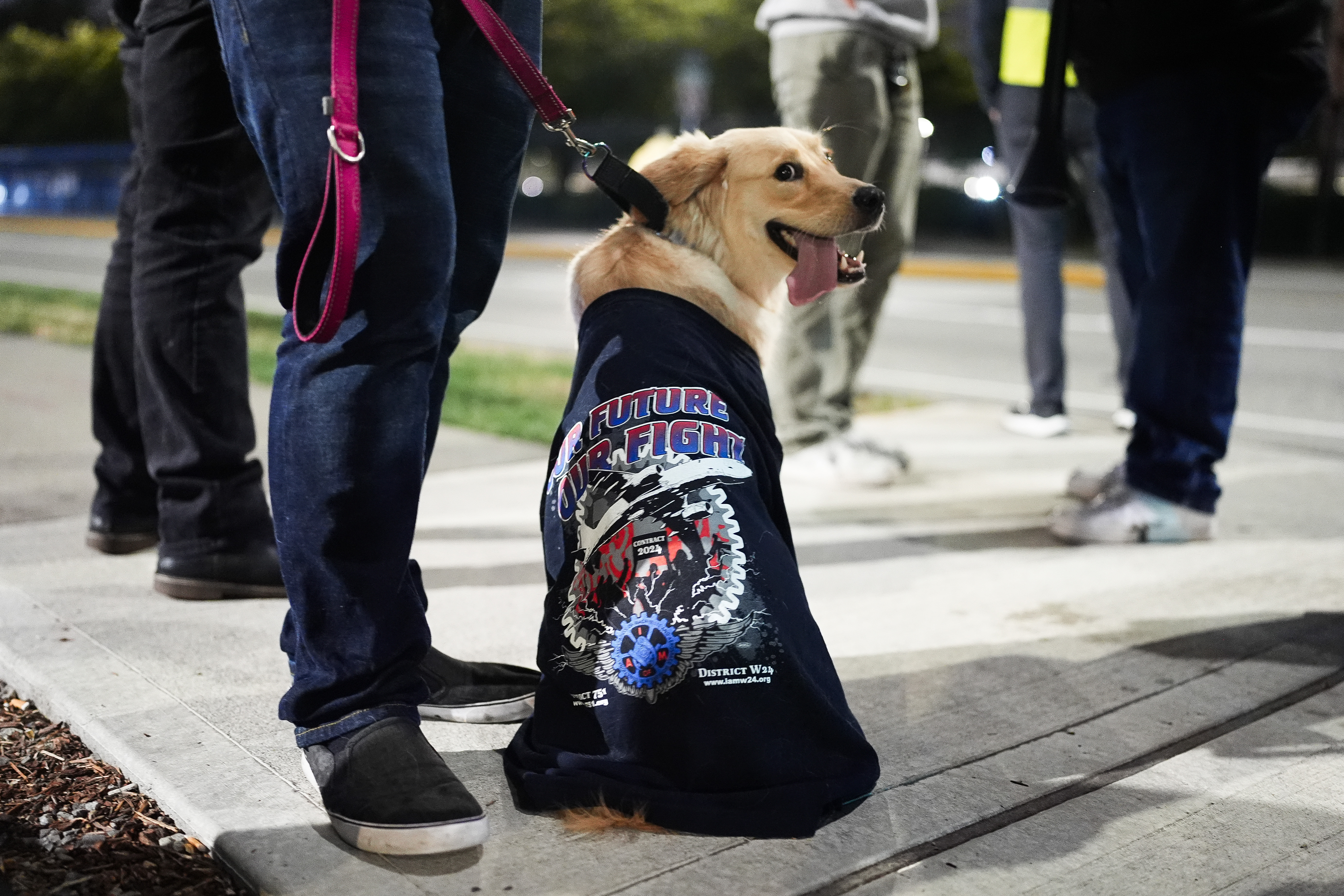 Shelby, an 11-month-old golden retriever, wears an International Association of Machinists shirt while sitting with owner and Boeing employee Justin Burford on Friday, Sept. 13, 2024, outside the Boeing factory in Renton, Wash.<br />(Lindsey Wasson / AP Photo)