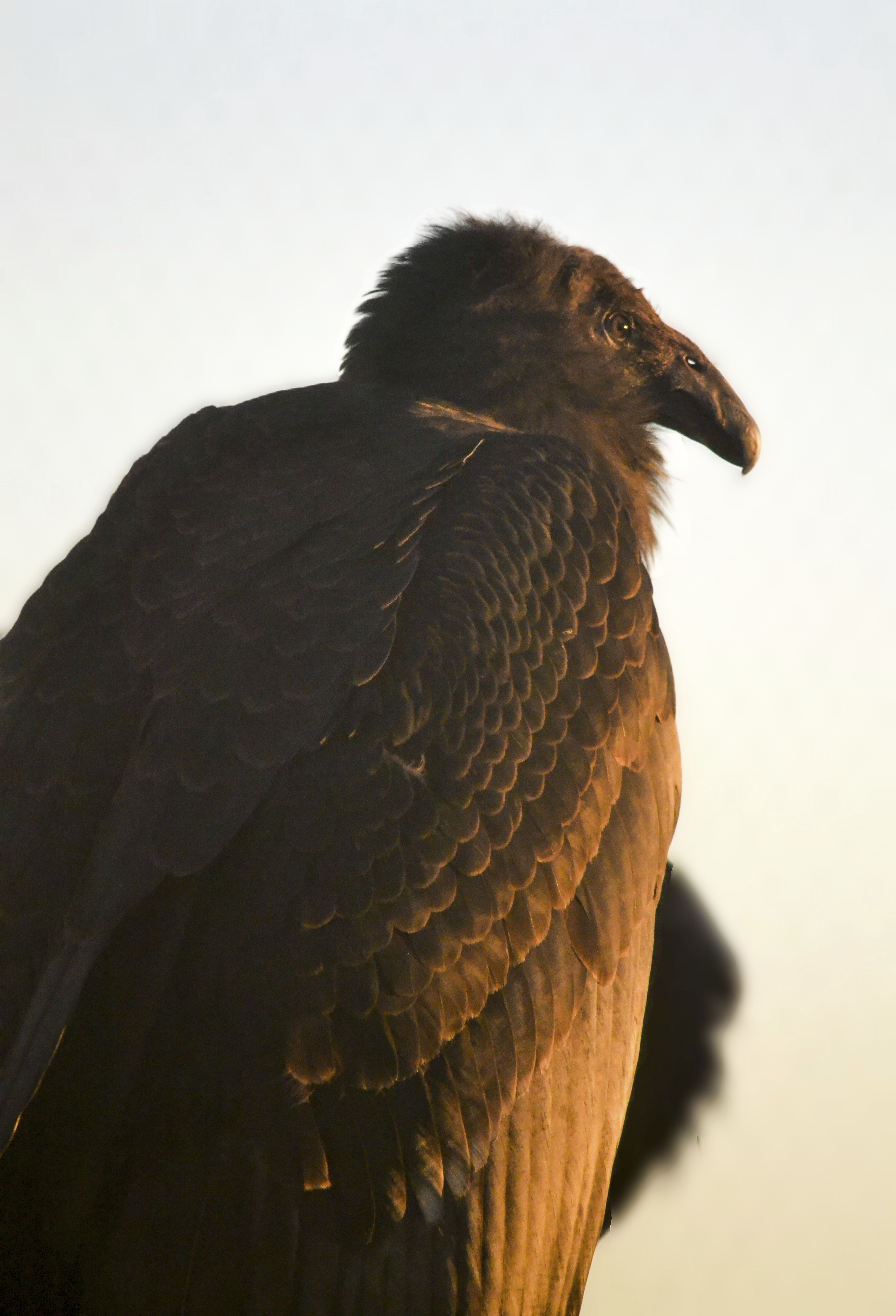 This Dec. 23, 2023 image provided by The Peregrine Fund shows a young condor named Milagra while at the World Center for Birds of Prey in Boise, Idaho.<br />(Kelsey Tatton / The Peregrine Fund via AP)