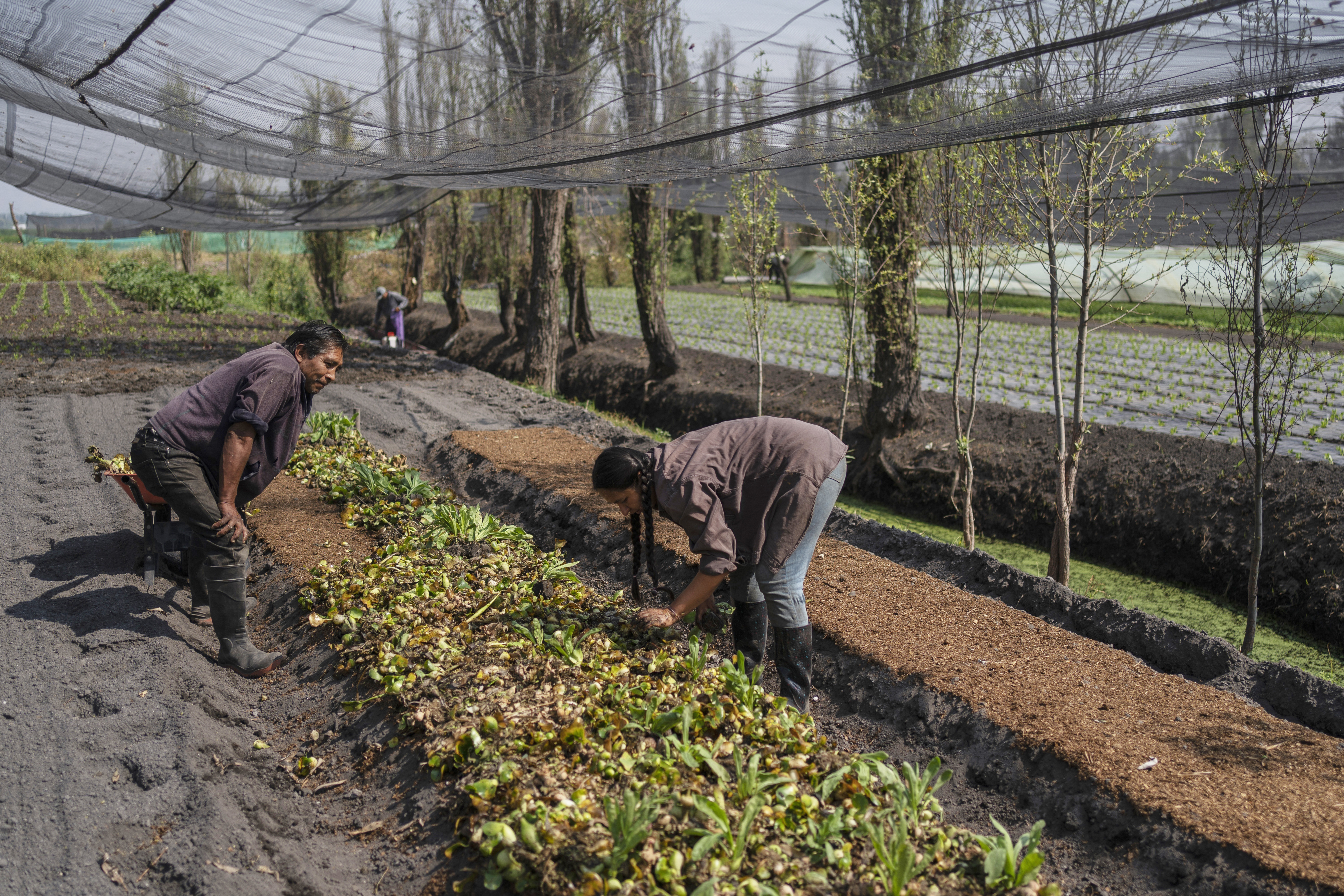 Miguel Serralde and Cassandra Garduno plant in her floating garden in the Xochimilco borough of Mexico City, Tuesday, Oct. 29, 2024.<br />(Felix Marquez / AP Photo)