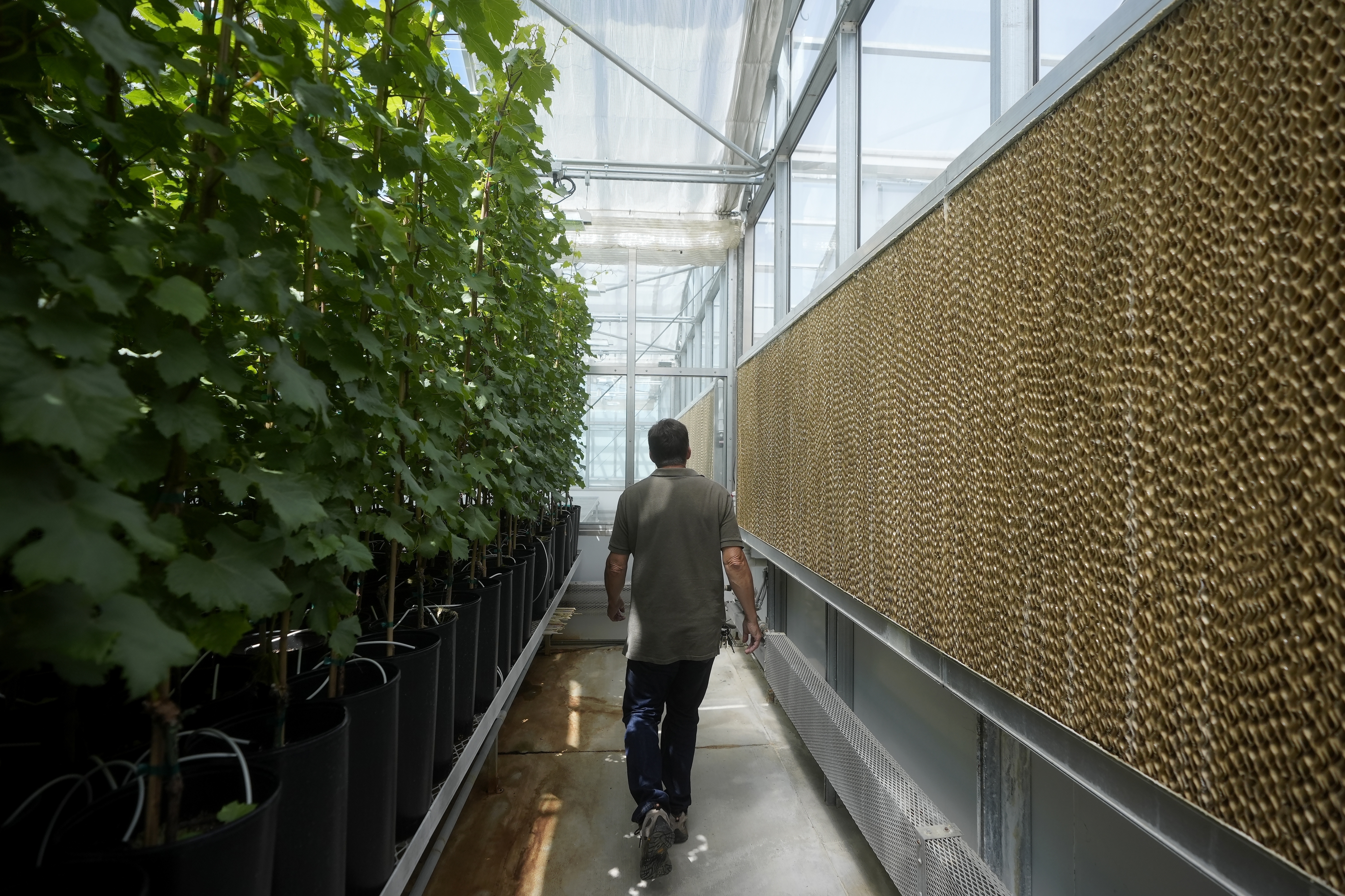 Bill Werner, Lead Greenhouse Manager of the College of Agricultural and Environmental Sciences at the University of California, Davis, walks between plants and evaporative cooling pads in a greenhouse at the Core Greenhouse Complex on the campus in Davis, Calif., May 20, 2024.<br />(Jeff Chiu / AP Photo)