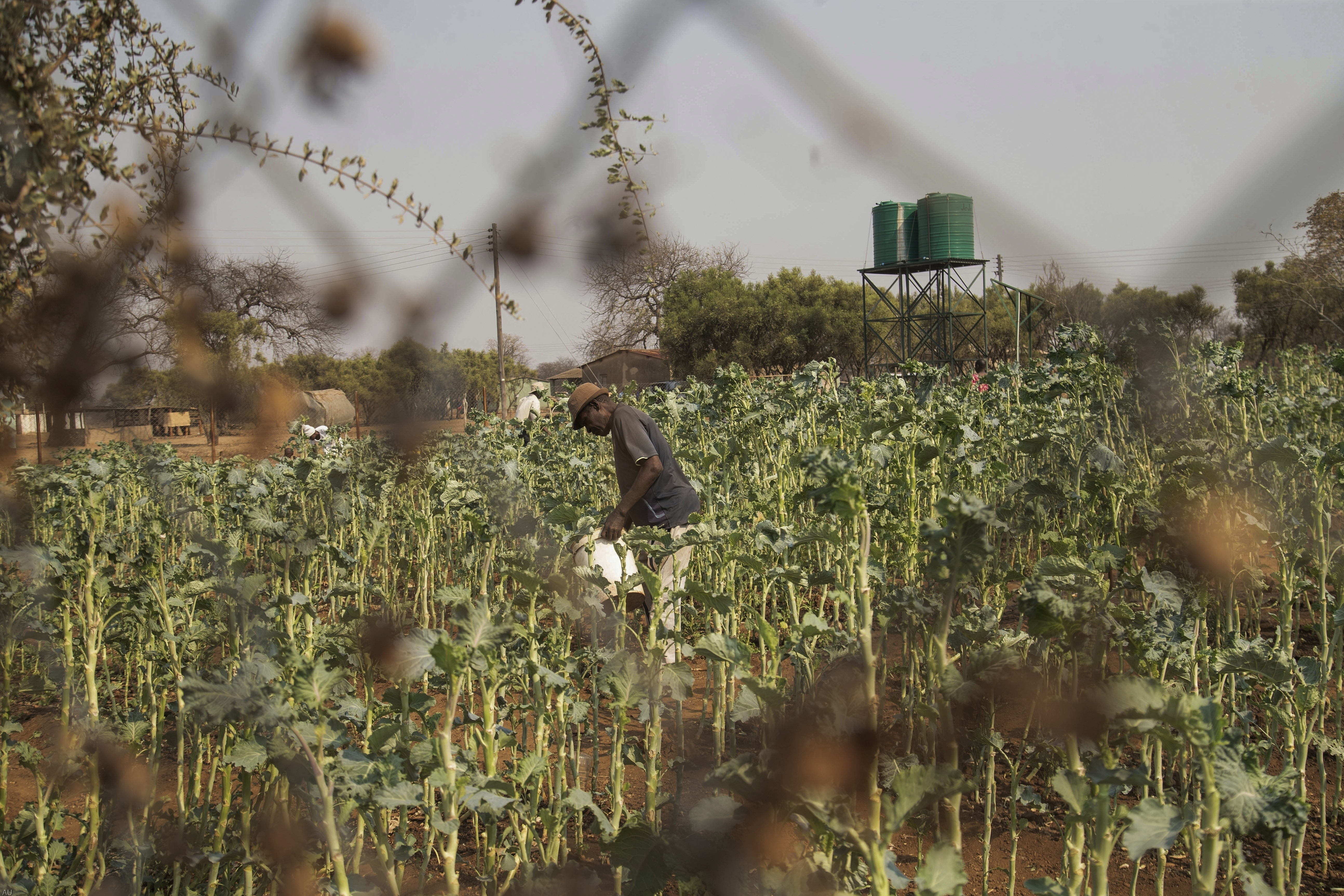 A villager tends to his vegetable garden in a plot that is part of a climate-smart agriculture program funded by the United States Agency for International Development in Chipinge, Zimbabwe, Sept. 19, 2024.<br />(Aaron Ufumeli / AP Photo)