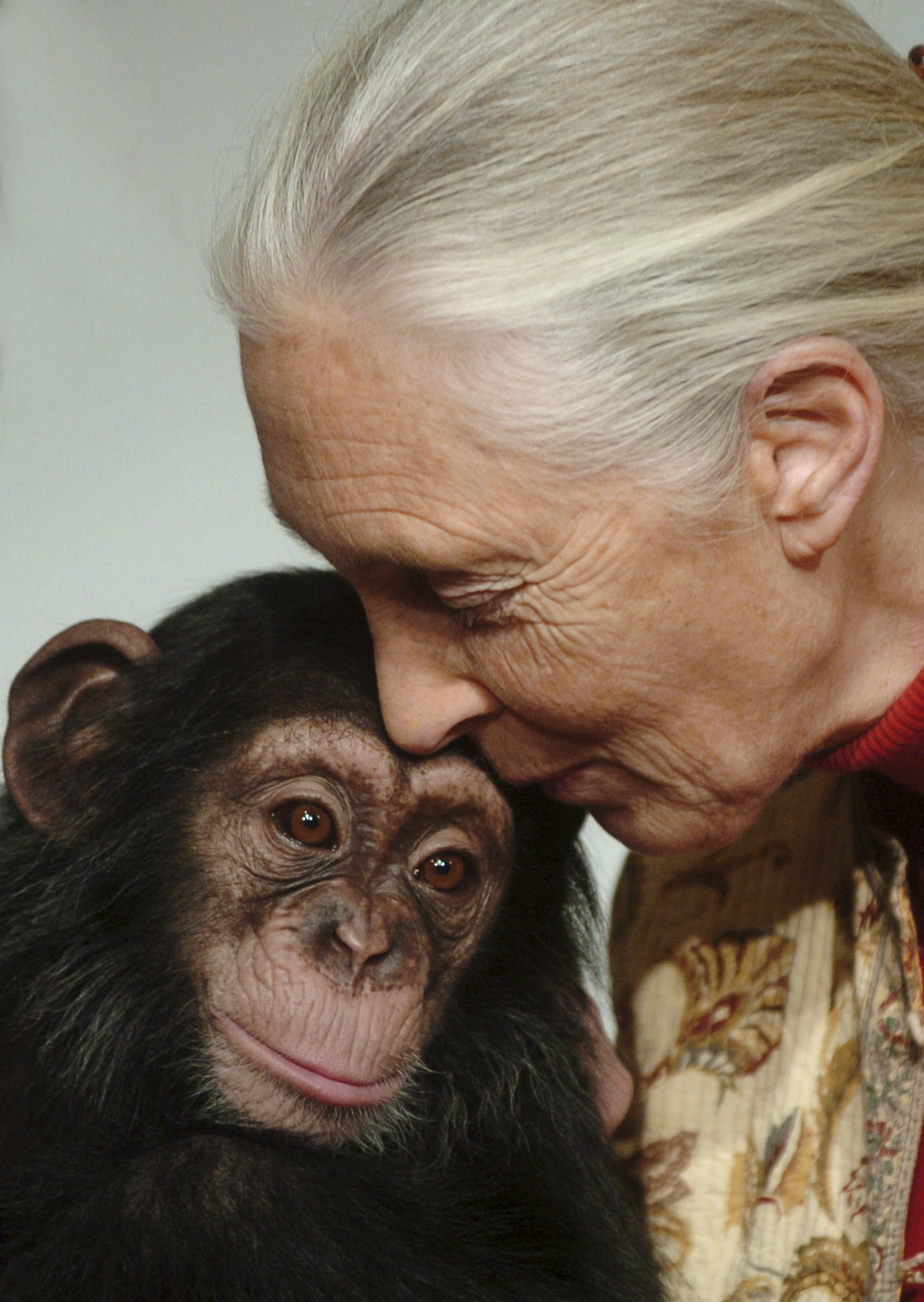 Primatologist Jane Goodall kisses Pola, a 14-months-old chimpanzee baby from the Budapest Zoo, that she symbolically adopted in Budapest, Hungary, on Dec. 20, 2004.<br />(Bela Szandelszky / AP Photo)