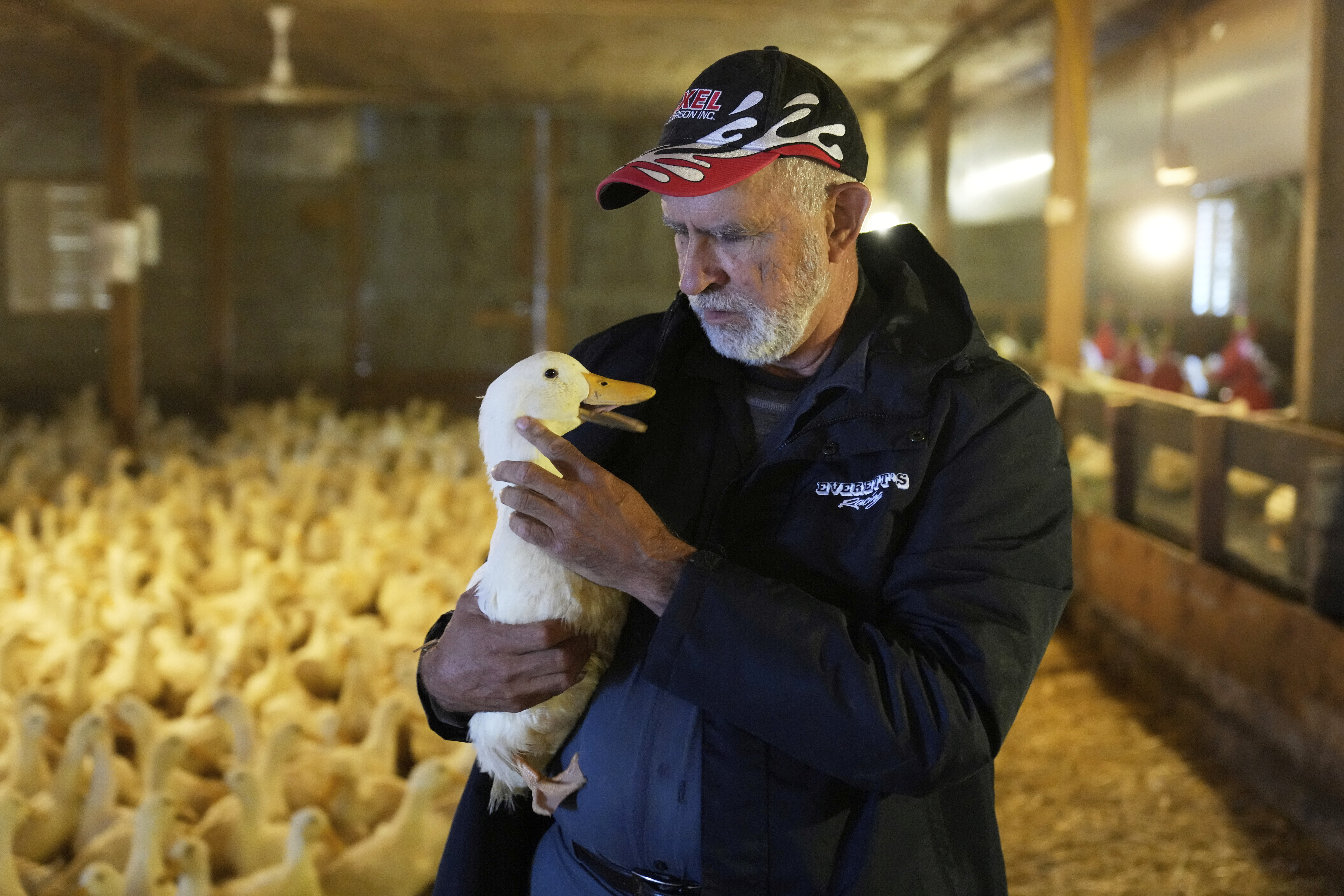 Doug Corwin, president of Crescent Duck, picks up one of his ducks at the Crescent Duck Farm in Aquebogue, N.Y., Thursday, May 22, 2025.<br />(Seth Wenig / AP Photo)