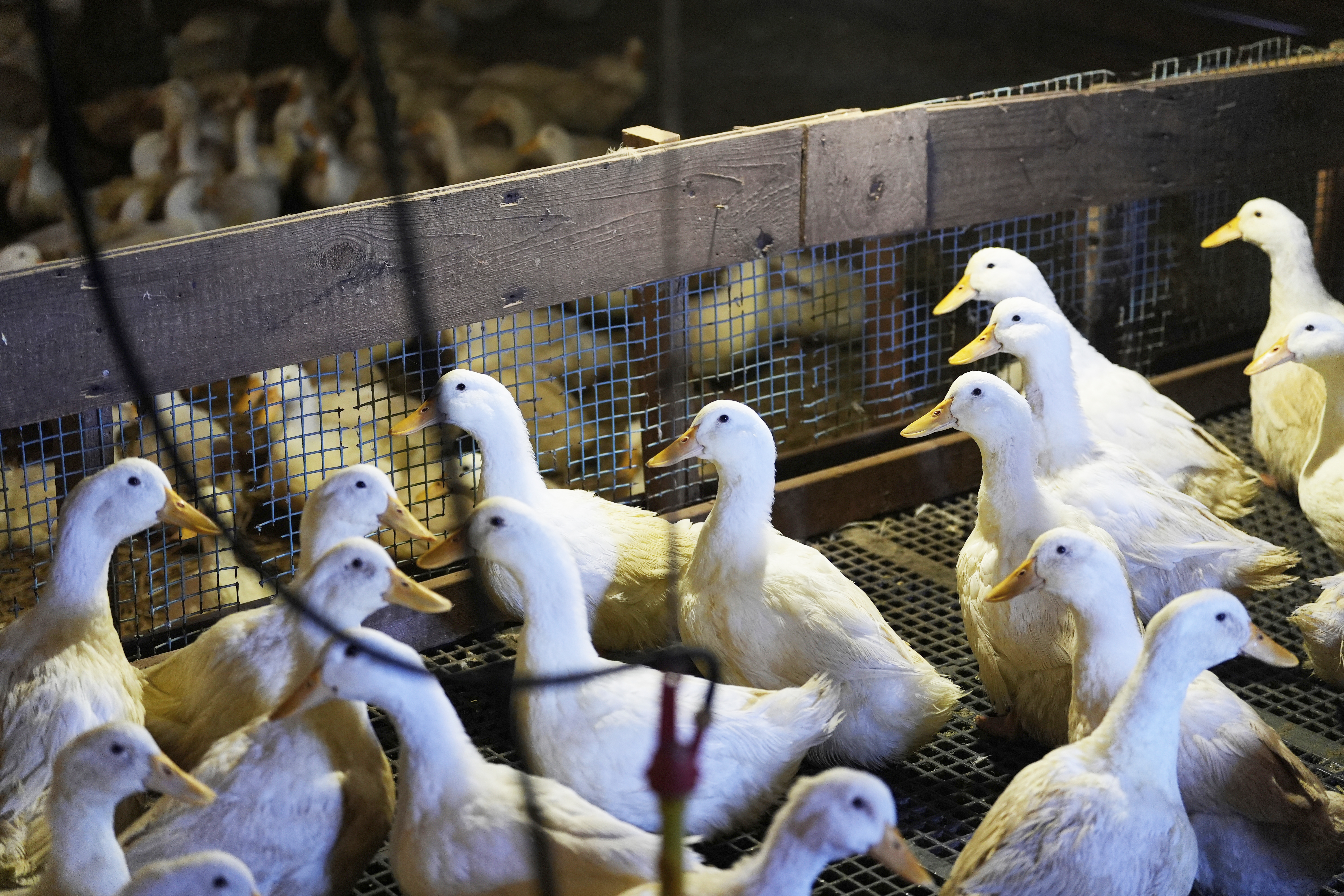 Ducks walk around their barn at the Crescent Duck Farm in Aquebogue, N.Y., Thursday, May 22, 2025.<br />(Seth Wenig / AP Photo)