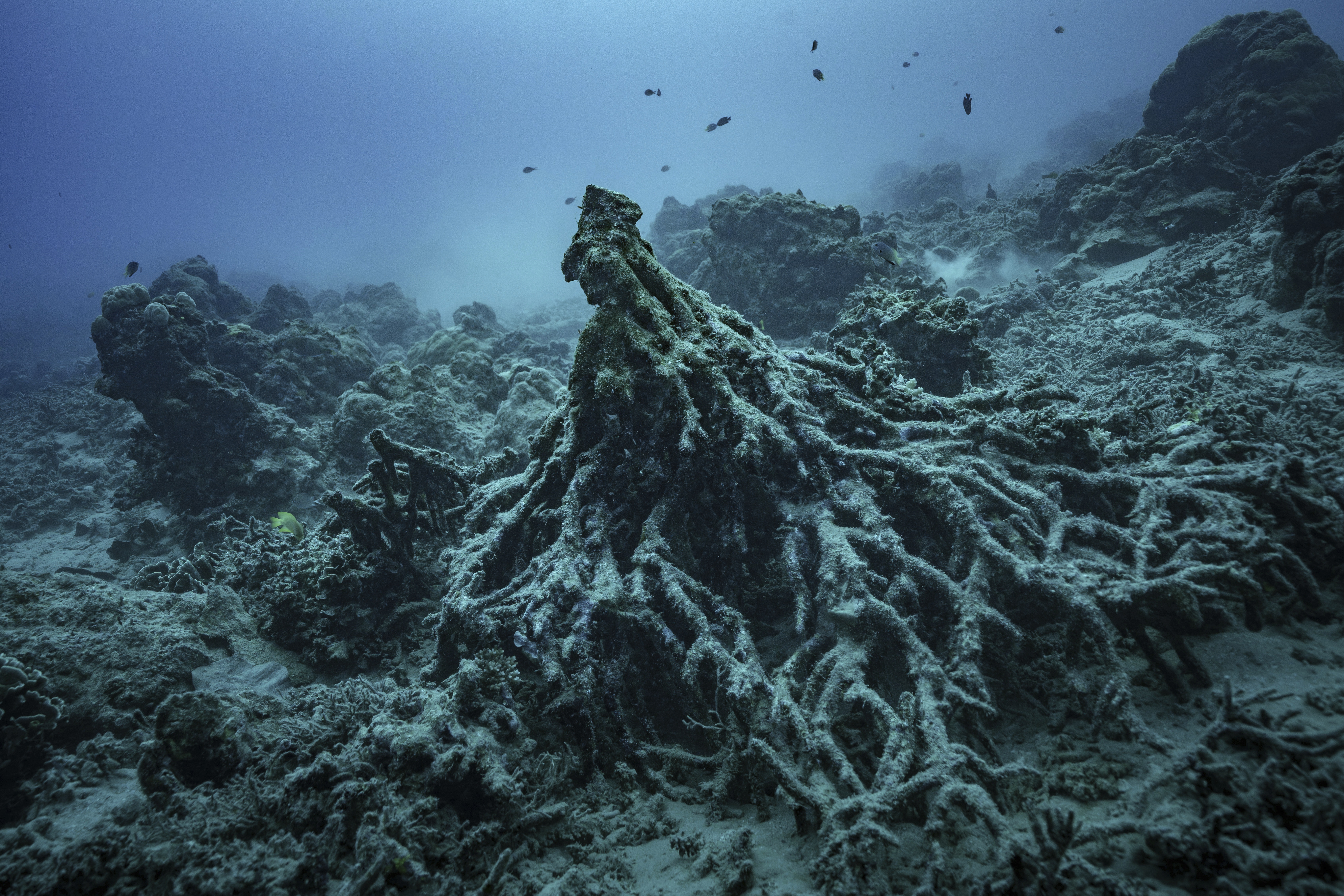 What remains of the “Tree of Life” July 20, 2025.<br />(Annika Hammerschlag / AP Photo)