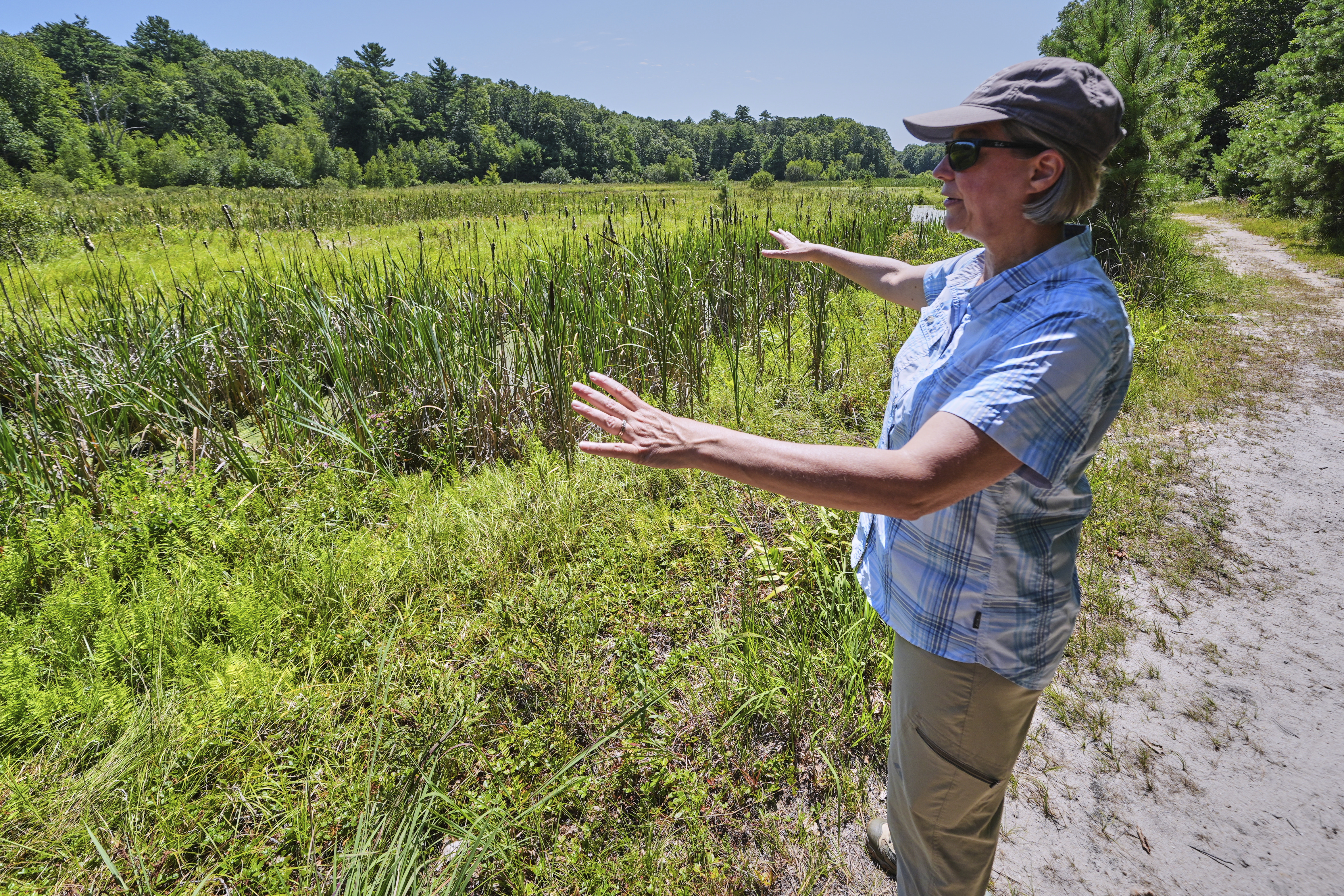 Beth Lambert, Director of the Massachusetts Division of Ecological Restoration, explains the past restoration process on a former cranberry bog, which was restored to a natural habitat, at the Eel River Preserve, Thursday, Aug. 7, 2025, in Plymouth, Mass.<br />(Charles Krupa / AP Photo)