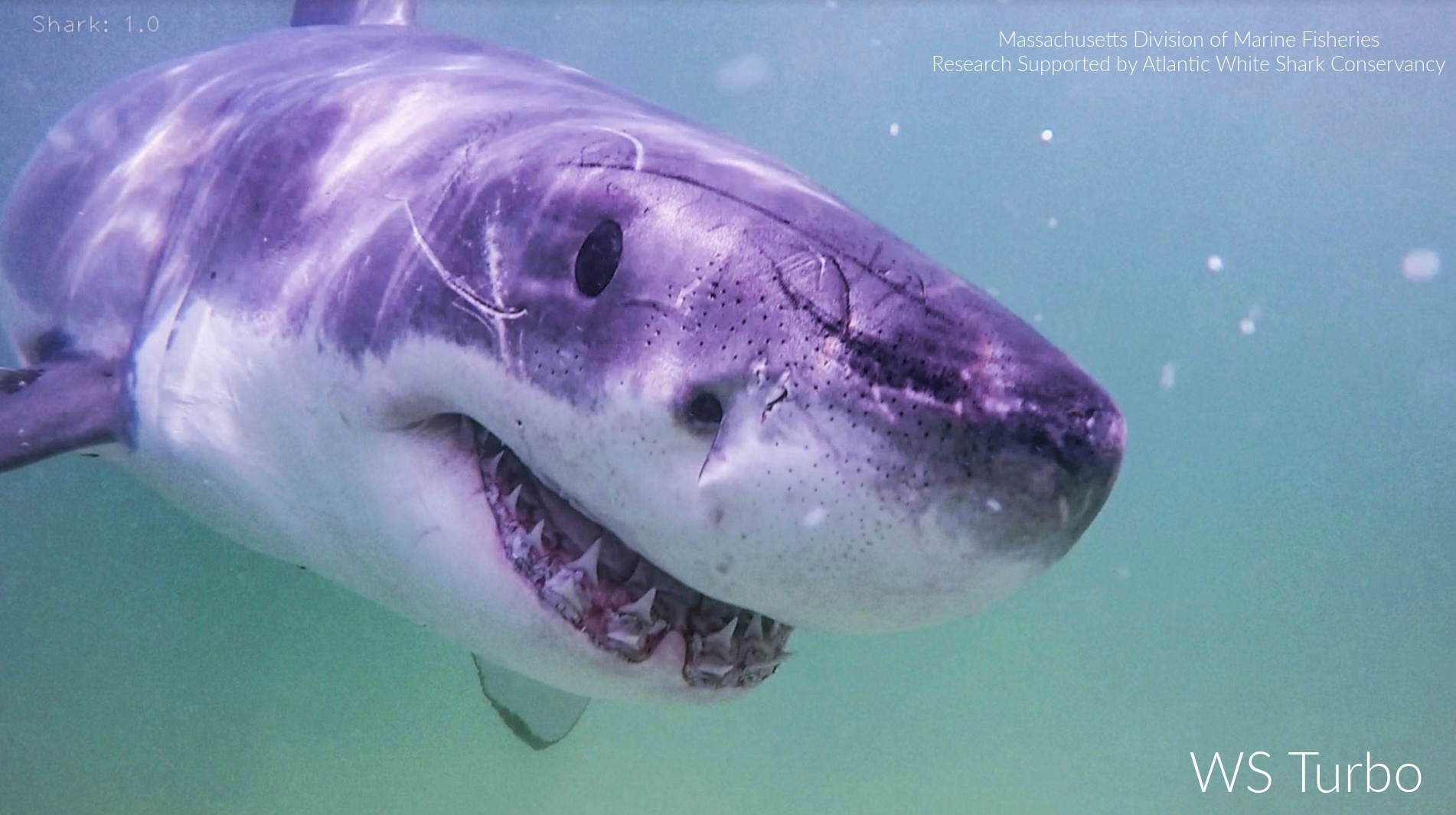 This undated image provided by the Atlantic White Shark Conservancy and Massachusetts Division of Marine Fisheries shows a great white shark named Turbo.<br />(Atlantic White Shark Conservancy and Massachusetts Division of Marine Fisheries via AP)