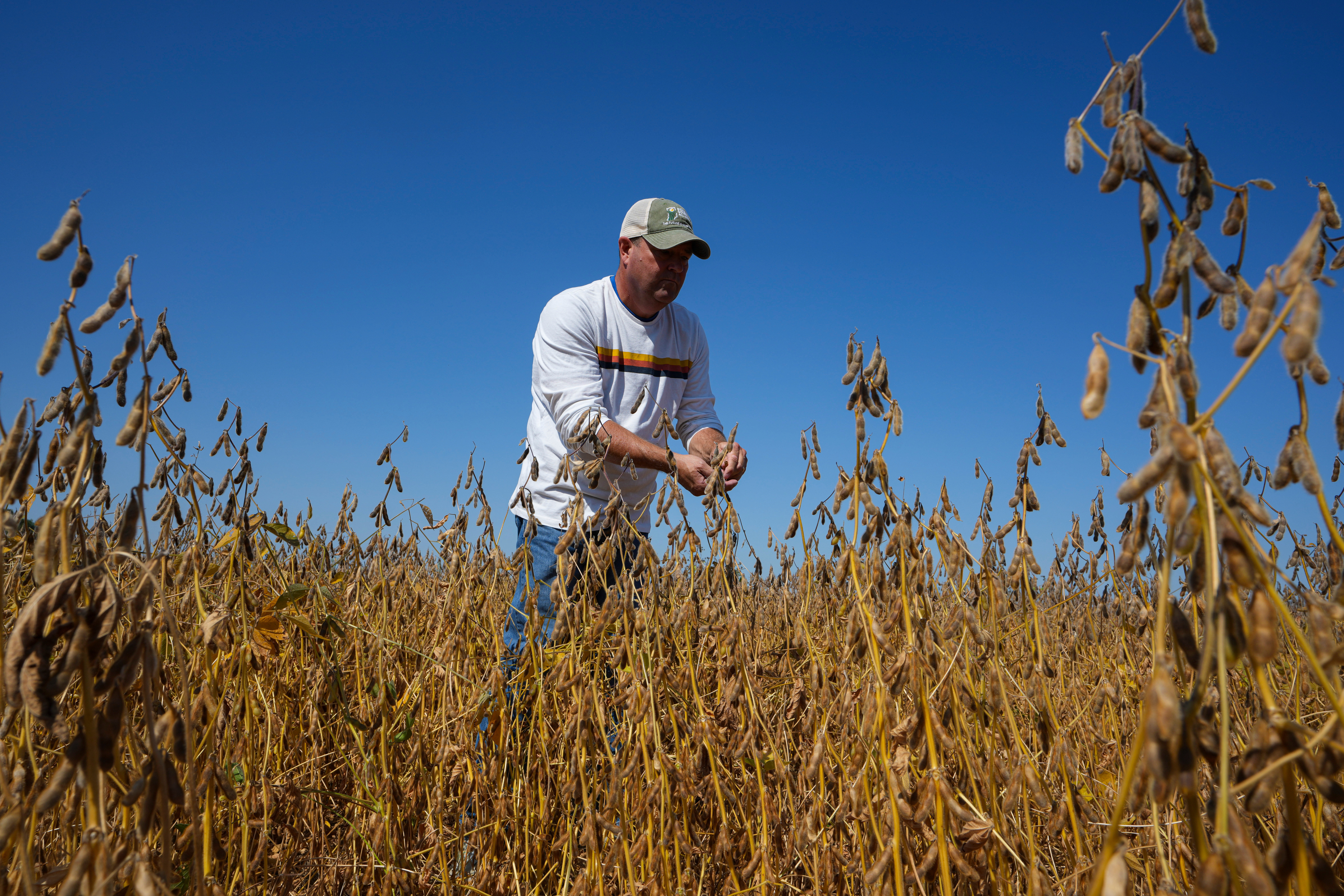 Brian Warpup inspects one of his soybean fields in Warren, Ind., Thursday, Sept. 11, 2025.<br />(Michael Conroy / AP Photo)