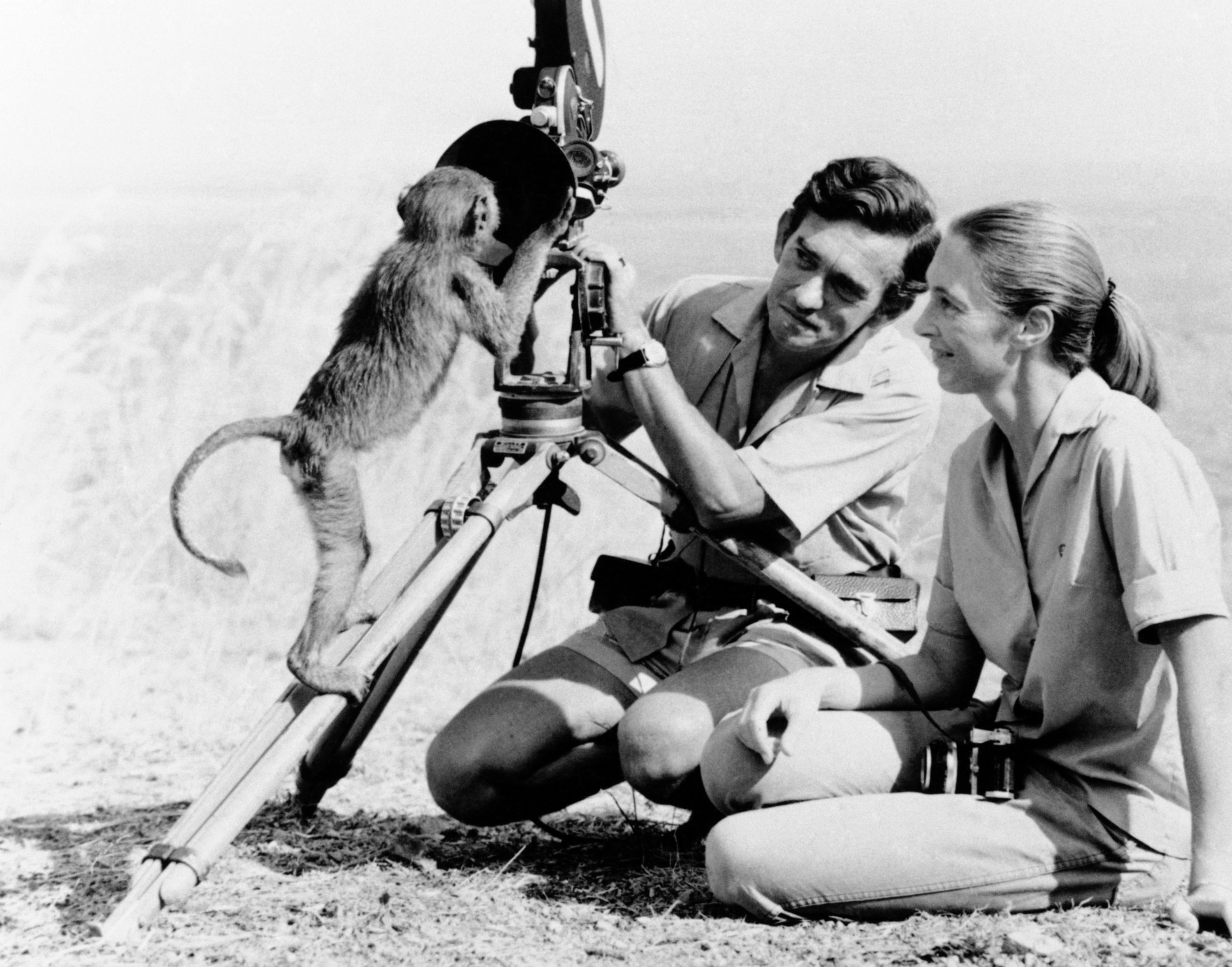 Anthropologist Jane Goodall (right) with husband Hugo van lawick behind camera, January 1974. Goodall, the conservationist renowned for her groundbreaking chimpanzee field research and globe-spanning environmental advocacy, died Wednesday, Oct. 1, 2025. She was 91.<br />(AP Photo)