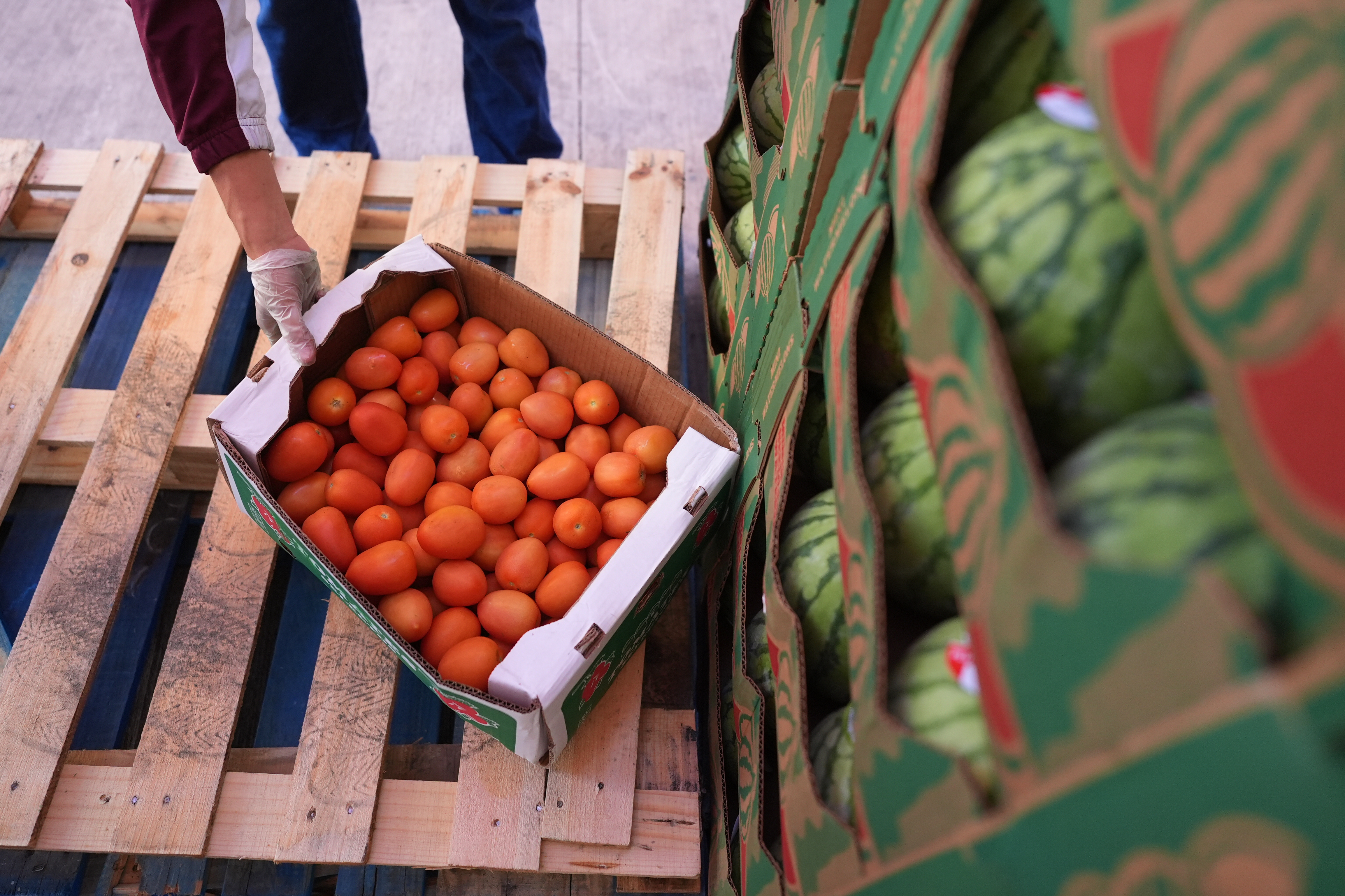 A volunteer reaches for a box of tomatoes during a food distribution at the San Antonio Food Bank for SNAP recipients and other households affected by the federal shutdown, Thursday, Nov. 6, 2025, in San Antonio.<br />(Eric Gay / AP Photo)