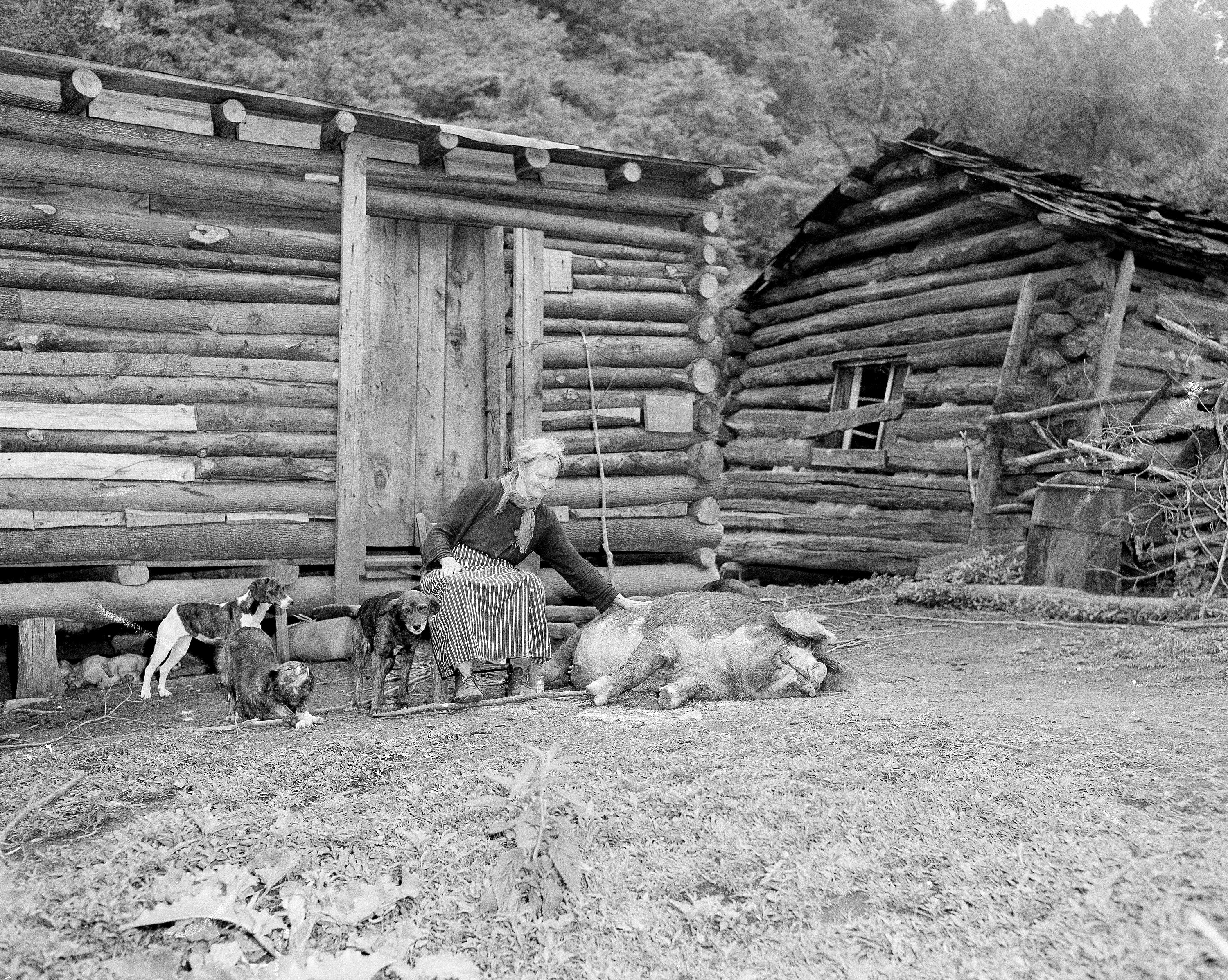 Marthie Jane Wills, known as Blind Mattie, poses with her dogs and her sow outside her log cabin in Mullens, West Virginia, July 16, 1951.<br />(AP Photo)