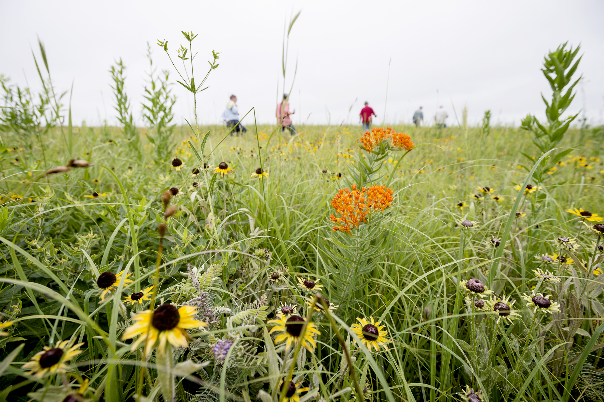 A prairie in spring brings a diversity of grasses and flowering plants. Kristin Streff / Lincoln Journal Star via AP Photo)