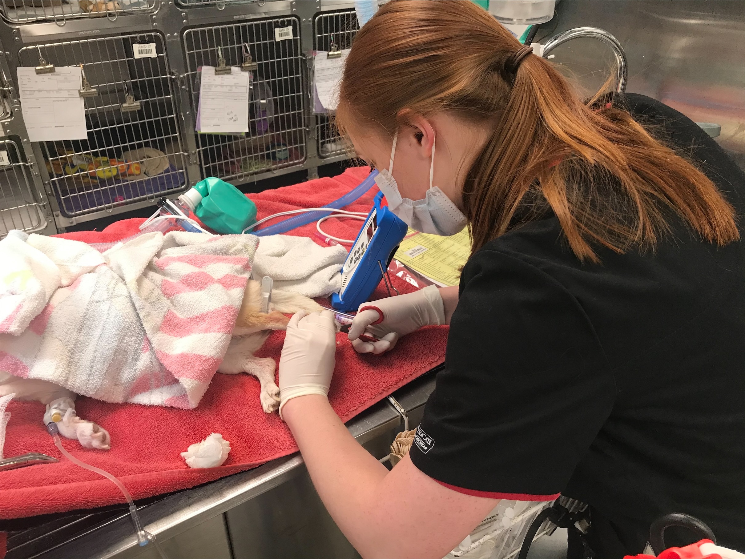 The influx of stray and surrendered animals has created more work for attendants like Lauren West, seen clipping a dog’s nails at the Nebraska Humane Society. (Pam Wiese via NNS)