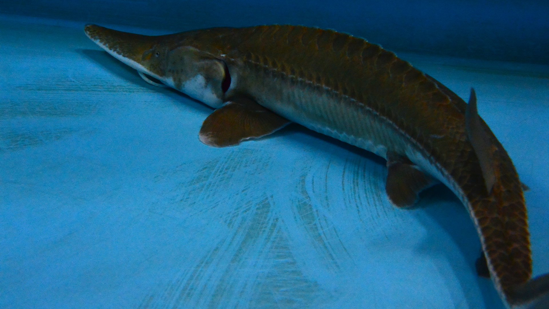 Nebraska Public Media is telling the story of the struggle to protect pallid sturgeons, as well as manage Missouri River flooding, as part of a national “Climate Across America” initiative that pairs public media stations with the award-winning PBS science series “NOVA” to produce and distribute multiplatform, climate-focused content. The digital story about the pallid sturgeon, “Pallid Sturgeon: Ancient Fish, Modern Problem,” launches Wednesday, April 19. (Courtesy of Nebraska Public Media)