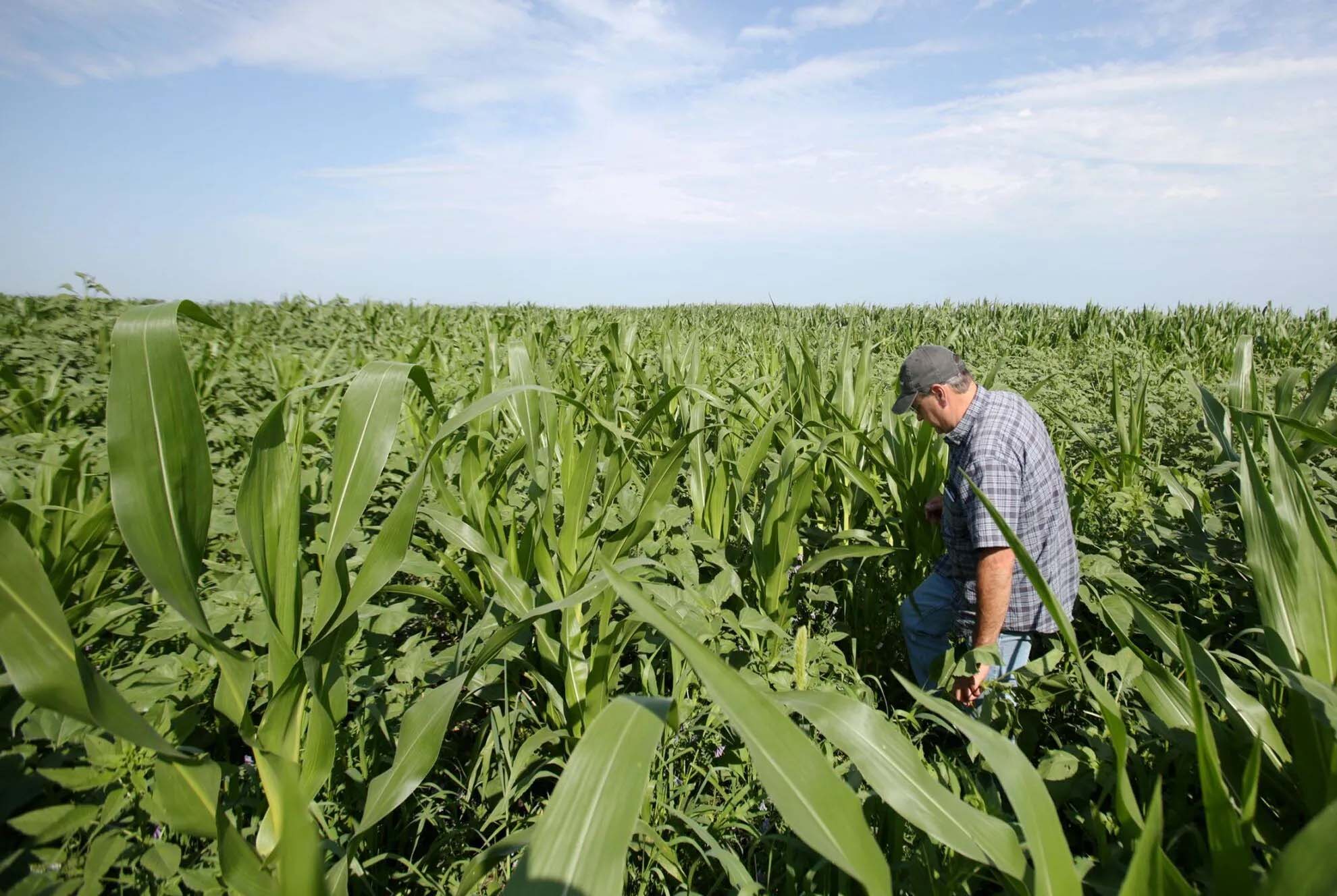 Belltown Farms regional manager Eddie Clevenger walks through a field of no-till corn near Holstein on Wednesday, July 31. Belltown, a Philadelphia-based organic farm that operates in several states, spent $41 million buying Nebraska farmland between the years 2018 and 2022, making it the No. 2 buyer of Nebraska farmland by cost in that time frame.<br />(Laura Beahm / Flatwater Free Press)