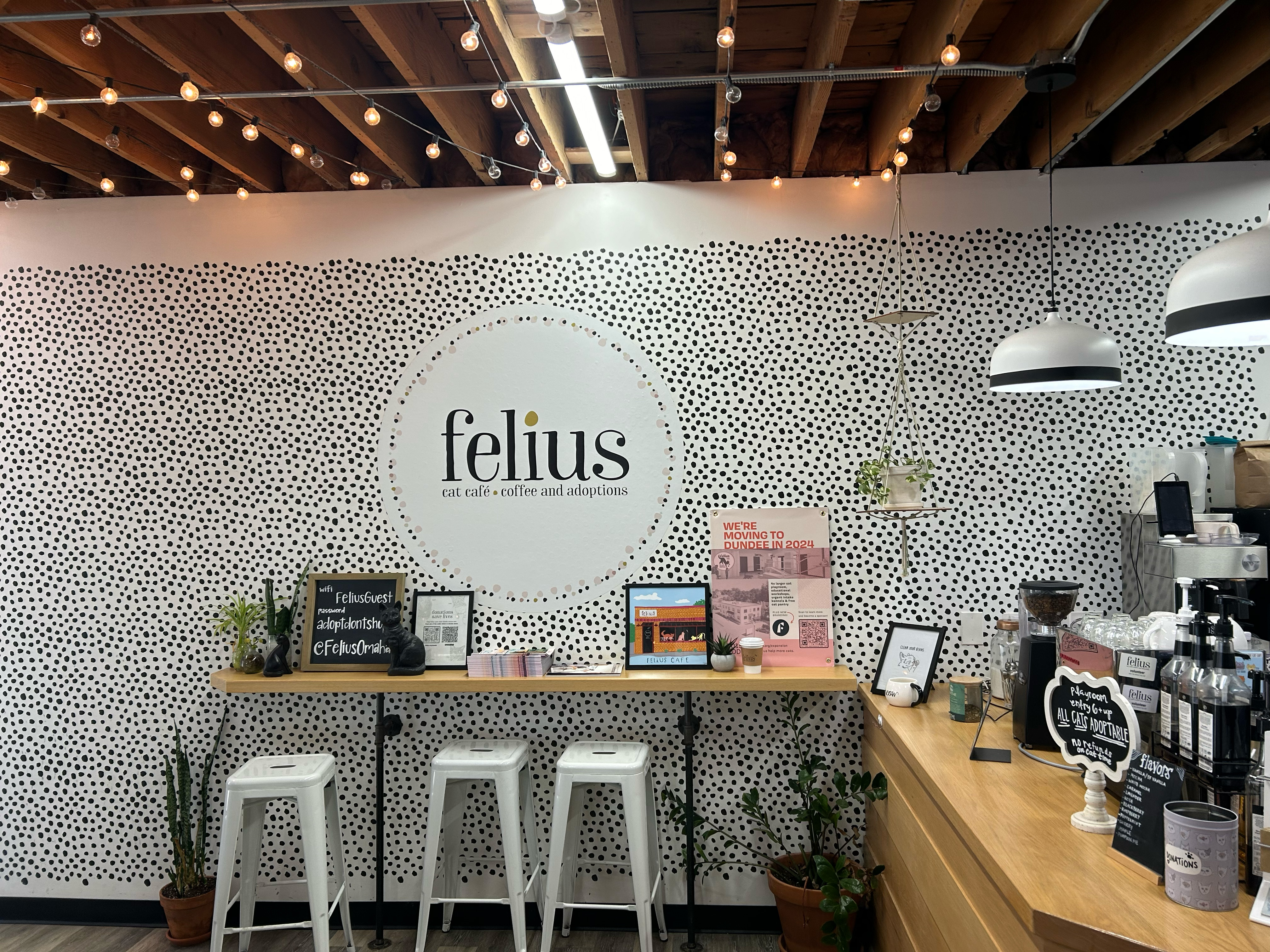 Felius is a nonprofit, open-concept cat shelter that facilitates adoptions, assists community cats through TNR, and educates Omaha metro cat lovers. After five years at their downtown location (522 S. 24th St.) and thousands of cats being adopted and rescued, Felius is moving to a larger location at 5015 Dodge in May 2024 giving the nonprofit the ability to “triple the number of cats” they help annually.<br />(Josie Charron / The Daily Record)