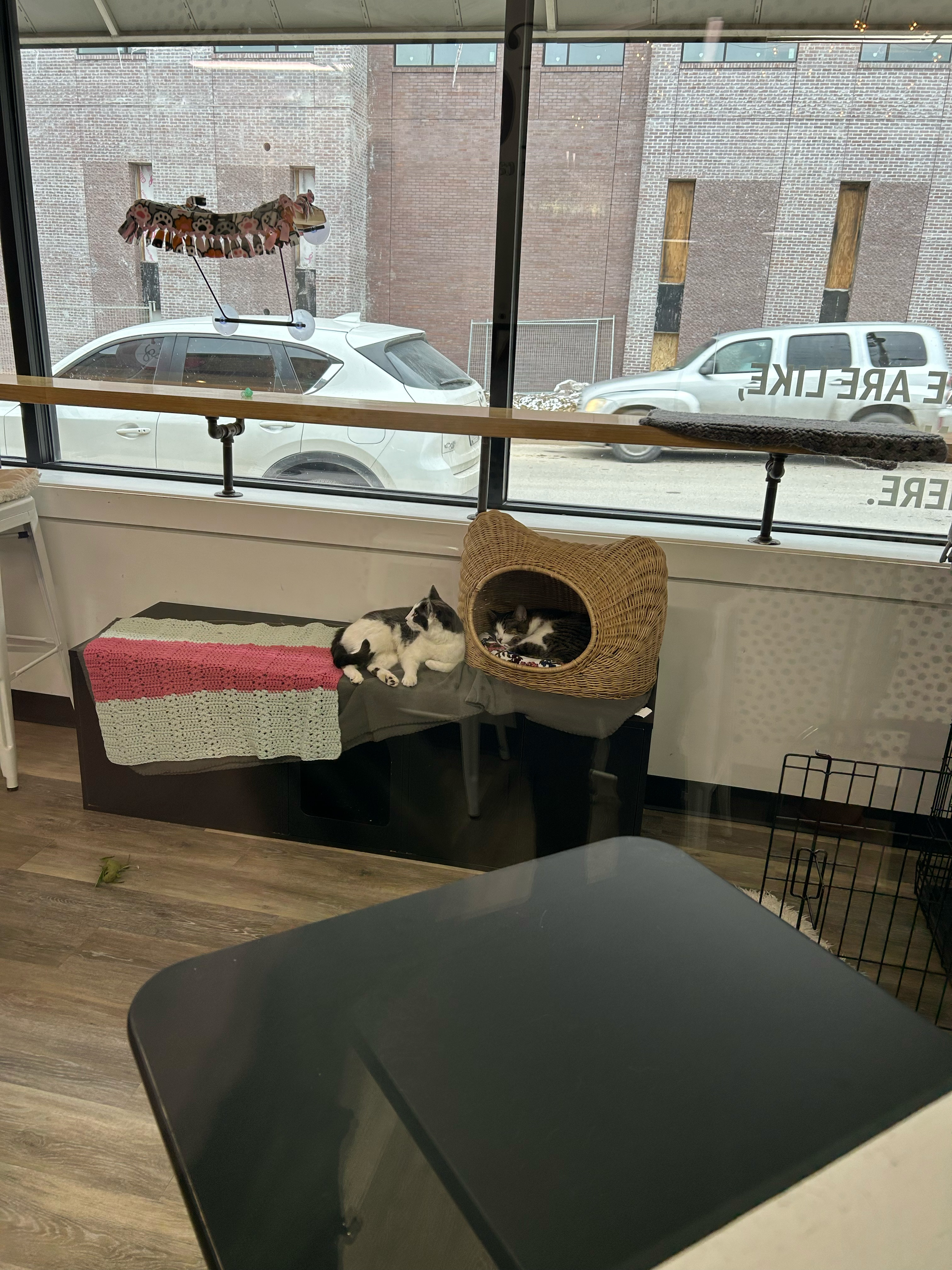 Their café serves as a sanctuary, offering a safe, loving, and cage-free environment while cats await forever homes. They also operate their own rescue, making Felius unique from other cat cafés. Since they started the rescue in 2019, Felius has helped over 2,100 cats in the metro. All the cats in the cat room are available for adoption Tuesday through Sunday.<br />(Josie Charron / The Daily Record)
