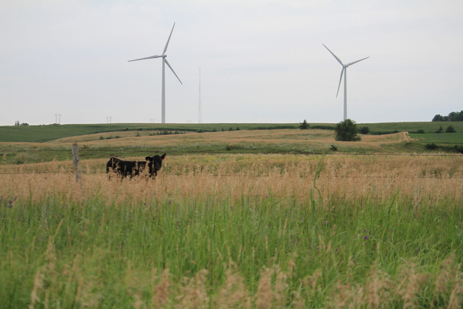 Photo of a farmer-owned wind farm near Petersburg, Nebraska, in Boone County.<br />(Courtesy of Nebraska Farmers Union)