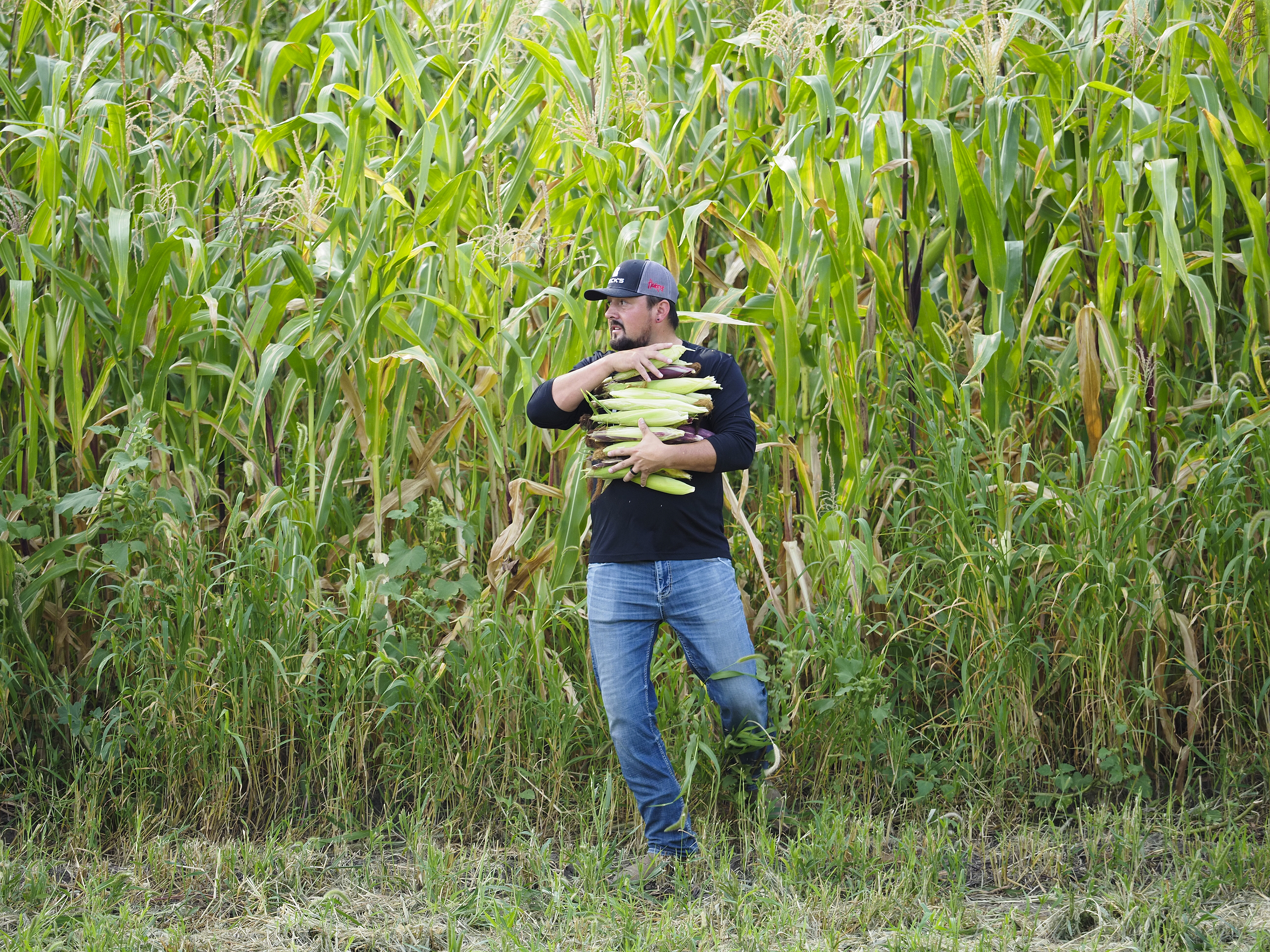 Ho Chunk Farms manager Aaron LaPointe helps other employees and members of the Winnebago Tribe of Nebraska harvest corn Sept. 5 near Winnebago, Nebraska. Three Native tribes are rebuying back land that was once theirs, before the U.S. government took some and then desperation stole more. Getting it back isn’t cheap. (Jerry L Mennenga / Flatwater Free Press)