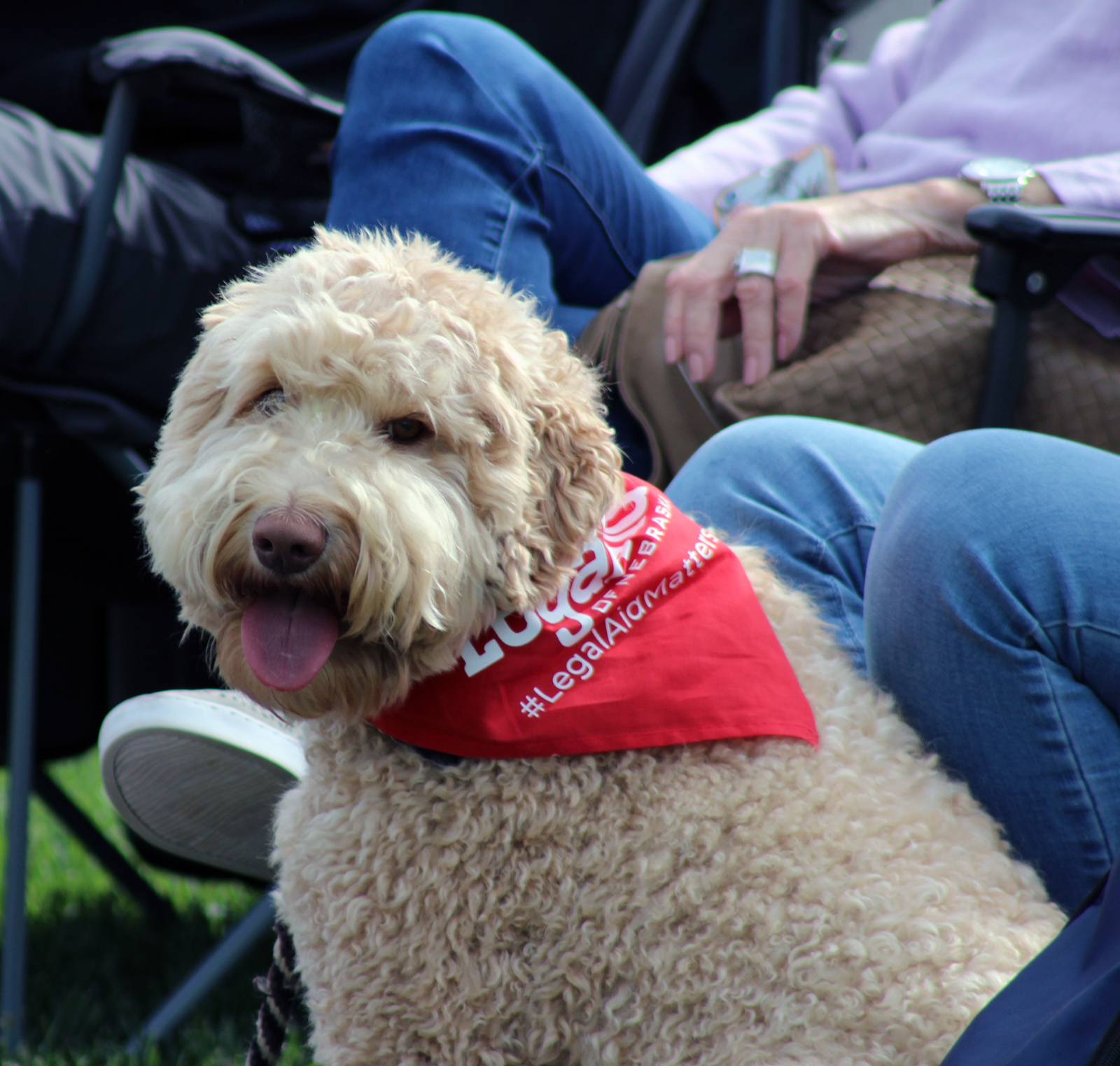 Walter the dog cools off while standing guard near Heather Tarr during Legal Aid of Nebraska’s Omaha Gives celebration in Midtown Crossing’s Turner Park on Wednesday, May 23, 2019. (Photo by Scott Stewart)