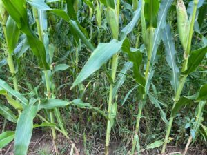 Unlike the clean rows in more traditional cornfields using GMO-modified seed and glyphosate, vegetation is allowed to grow between the rows at Christensen Farms.<br />(Paul Hammel / Nebraska Examiner)