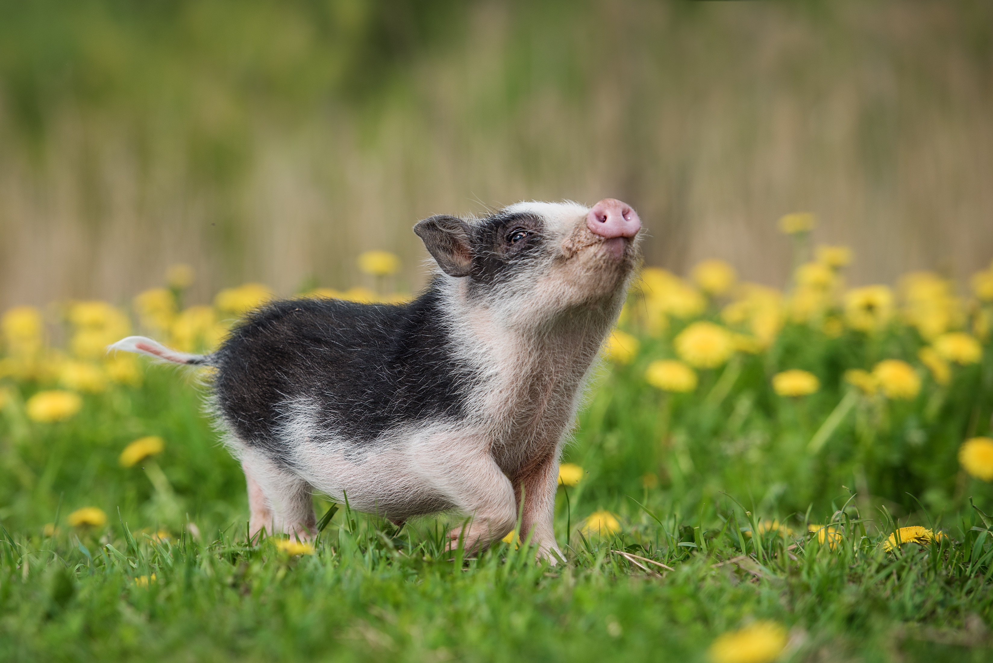 8 Facts About Teacup Pigs That Aren't So Cute