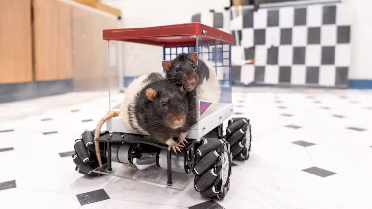 Rats hitting the road in their custom-made cruisers.<br />(Kelly Lamber / The Conversation)