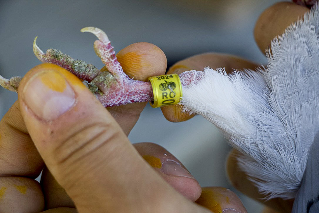 Some of Peter Tudor’s pigeons are imported from his home country, Romania, and have a “RO” marking on their leg bands.<br />(Jeremy Turley / Flatwater Free Press)