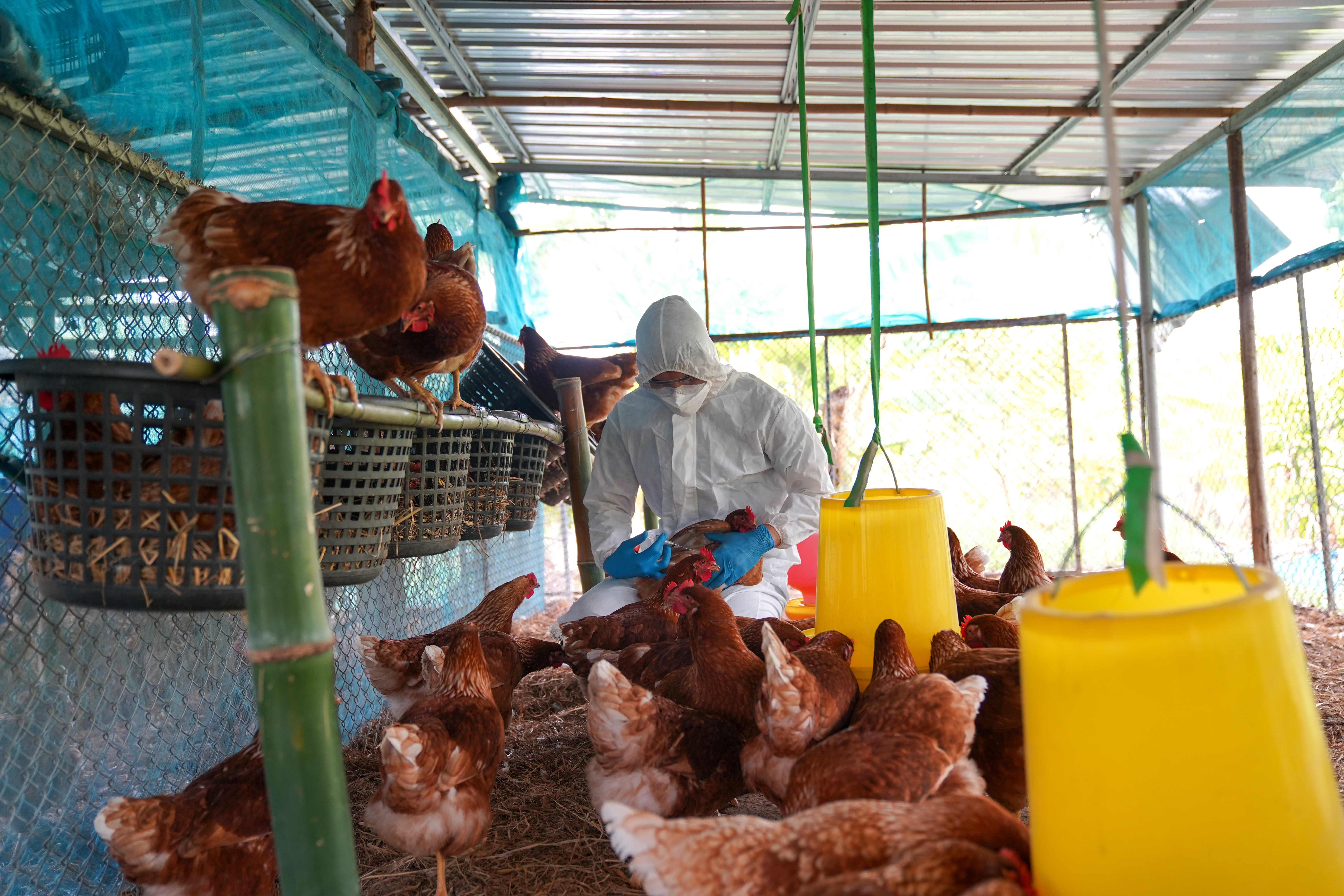 Bird flu, Veterinarians vaccinate against diseases in poultry such as farm chickens, H5N1 H5N6 Avian Influenza (HPAI), which causes severe symptoms and rapid death of infected poultry.<br />(Shutterstock)