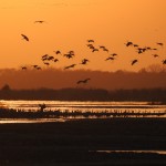 As they do every night at sunset during their March midmigration stop in Nebraska's Central Platte region, thousands of sandhill cranes flew to overnight roosting spots on river sandbars. This group chose to settle March 24 west of the visitor and education center at Audubon's Rowe Sanctuary southwest of Gibbon. 
(Lori Potter / Flatwater Free Press)