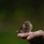 A wren rests on a hand as it is held by the feet, Wednesday, April 28, 2021, in Cheverly, Md. Cornell University records show a boom in amateur bird-watching. The number of people submitting eBird checklists — recording their bird sightings — was up 37% in 2020 compared with the previous year. 
(Carolyn Kaster / AP Photo)