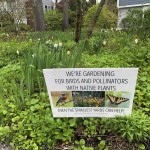 A front yard in Westchester County, N.Y., pictured on May 4, 2022, has been converted from lawn to pollinator-friendly, native plants.
(Julia Rubin / AP Photo)