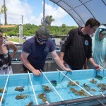 Researchers review the placement of coral in a restoration tank at University of Miami Rosenstiel School of Marine, Atmospheric, and Earth Science, Wednesday, July 22, 2026, in Key Biscayne, Fla. 
(Marta Lavandier / AP Photo)