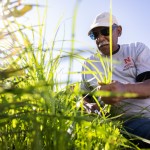 Nebraska Extension Master Gardener Bob Elkins cuts back nutsedge in a flower bed on South 24th Street on Aug. 27. Volunteers maintain 67 raised garden beds along the east and west sides of 24th Street between L and Q streets.
(Rebecca S. Gratz / Flatwater Free Press)