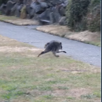 A screenshot from an instagram video by @clvgrl of Jimothy running.
(@c1vrgr1 via Instagram screenshot)