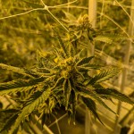 A marijuana plant at the Dakota Herb grow operation near Tea, South Dakota. 
(John Hult / South Dakota Searchlight)