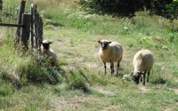 Like sheep on most Nebraska farms and ranches, the Kestrel Ridge Ranch Shropshires are bred for meat, not production of fine wool valued for yarns and fabrics. That means most shorn wool has little value and often is burned, buried or sent to landfills. 
(Lori Potter / Flatwater Free Press)