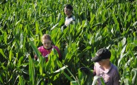 Children walk the rows of a corn field near Dorchester, Neb., removing tassels along the way.
(Luke Nichols / Beatrice Daily Sun via AP)