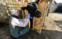 Thursday, Dec. 14, 2017, Dr. Tim Sprank with Tri-Vet Associates cares for a beef cow on the Dave Lansing farm located near Farley, Iowa some regions in the tri-states are experiencing a shortage of providers, primarily among those who deal with large animals.
(Dave Kettering / Telegraph Herald via AP)