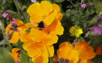 A bumble bee collecting pollen.
(Kirsty Wigglesworth / AP Photo)