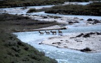 Migratory elk cross Granite Creek in the Bridger-Teton National Forest, Wyoming, on May 19, 2018. 
 (Gregory Nickerson / Wyoming Migration Initiative / University of Wyoming via AP)