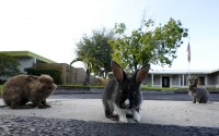A trio of rabbits gather on a driveway, Tuesday, July 11, 2023, in Wilton Manors, Fla. The Florida neighborhood is having to deal with a growing group of domestic rabbits on its streets after a breeder illegally let hers loose. Between 60 and 100 lionhead rabbits have taken up residence in the yards of the suburban Fort Lauderdale community. (Wilfredo Lee / AP Photo)