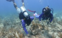 Divers cement coral fragments from a coral nursery into the reef, Aug. 4, 2023, near Key Biscayne, Fla. In Florida, ocean researchers with the federal government said coral reefs were losing their color weeks earlier than normal because of record temperatures. 
(Wilfredo Lee / AP Photo)
