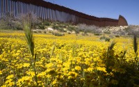 Bright yellow blooms carpet the ground, a sharp contrast to the imposing steel bollards of the border wall topped with rolls of razor wire Friday, April 19, 2024, in the Ejido Jacume in the Tecate Municipality of Baja Calif., Mexico. 
(Damian Dovarganes / AP Photo)