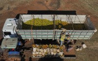Workers load a truck with recently harvested oranges on a farm in Mogi Guacu, Brazil, Thursday, June 13, 2024. Brazil, the world's largest exporter of orange juice, has been affected by heatwaves, a lack of rainfall and an increase in citrus greening bacteria. 
(Andre Penner / AP Photo)
