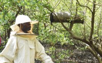 Peter Nyongesa walks through the mangroves to monitor his beehives in Bangladesh slums, Mombasa county, Kenya Thursday, May 30, 2024. The 69-year-old Nyongesa recalled how he would plead unsuccessfully with loggers to spare the mangroves or cut only the mature ones while leaving the younger ones intact. So he has turned to deterring the loggers with bees, hidden in the mangroves and ready to sting. 
(Gideon Maundu / AP Photo)
