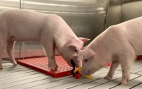 In this photo provided by the United Therapeutics Corporation, genetically modified pigs stand inside the protective barrier at the company's designated pathogen-free facility in Christiansburg, Va., in May 2024. These pigs will eventually supply organs for clinical trials. 
(United Therapeutics Corporation via AP)