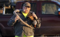 Thomas Aycock, a contractor with the Florida Fish and Wildlife Conservation Commission, brings out a toy snake to show reporters.
(Wilfredo Lee / AP Photo)