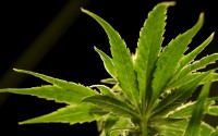 A marijuana plant is visible at a medical marijuana dispensary in Egg Harbor Township, N.J., March 22, 2019.
 (Julio Cortez / AP Photo)